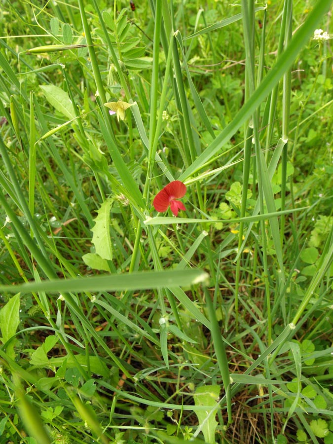 Lathyrus cicera / Cicerchia cicerchiella